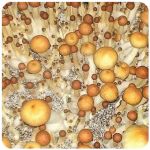 Псилоцибиновые (галлюциногенные)  грибы Psilocybin "Golden Teacher" в Жирновске