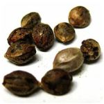 Семена марихуаны АК-47  (Seeds AK-47) в Жирновске
